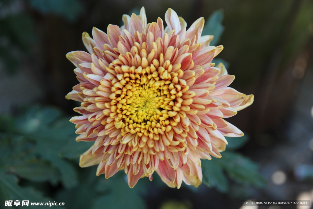 菊花