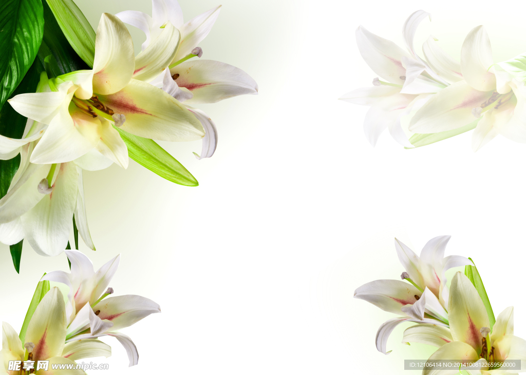百合花