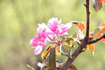 小花与蜜蜂