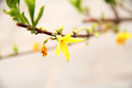 小黄花