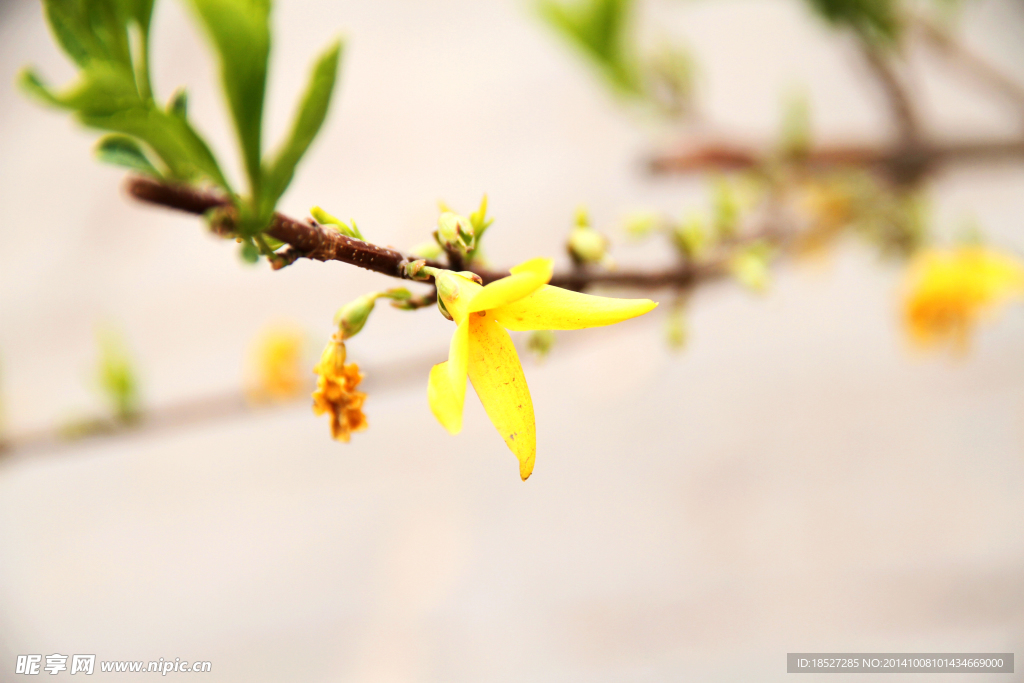 小黄花