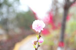小粉花