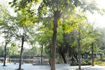 阳光与树
