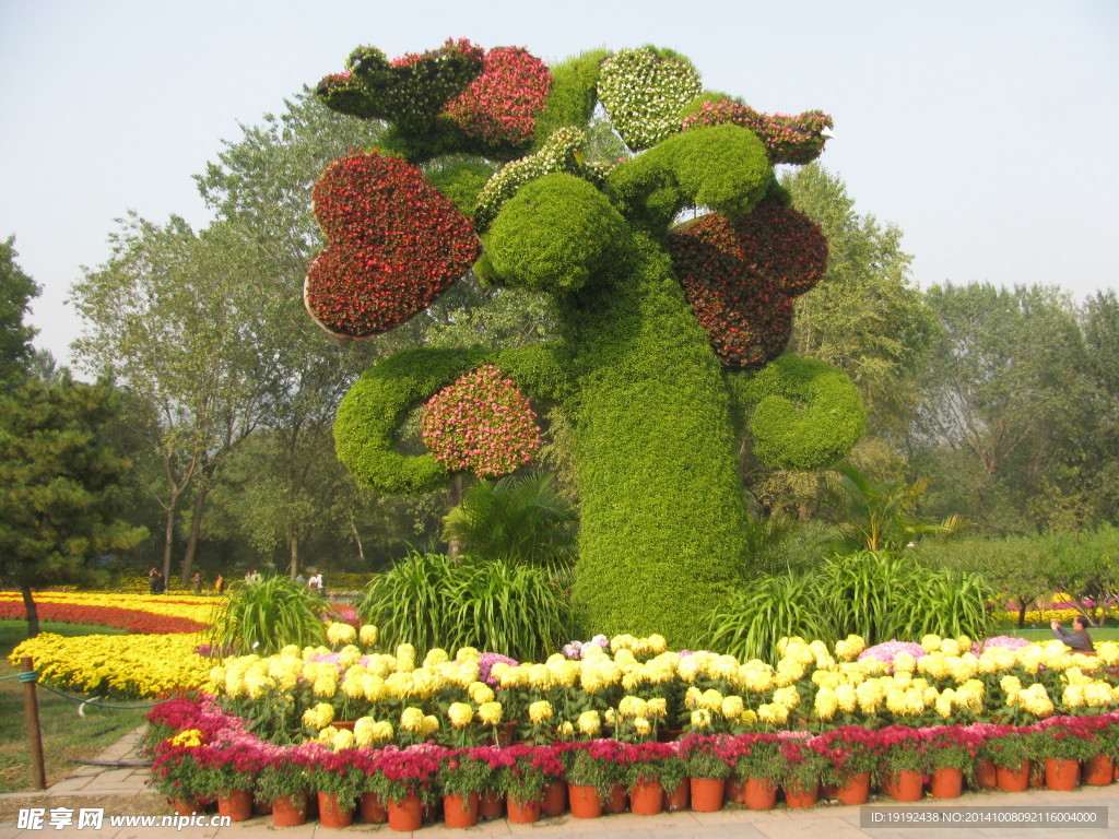 菊花