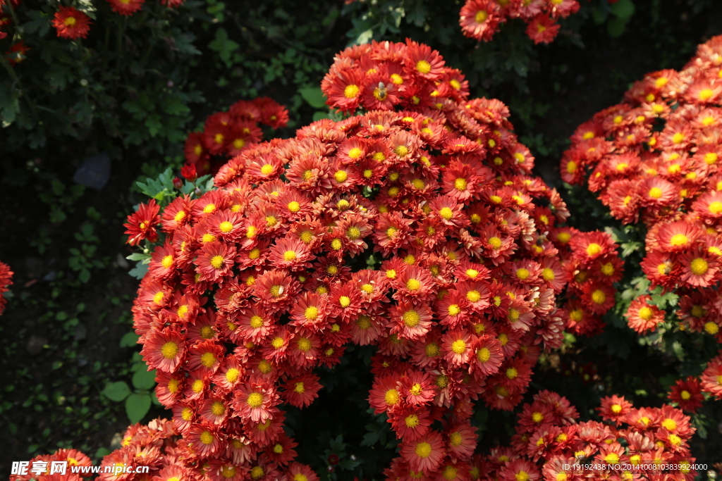 菊花