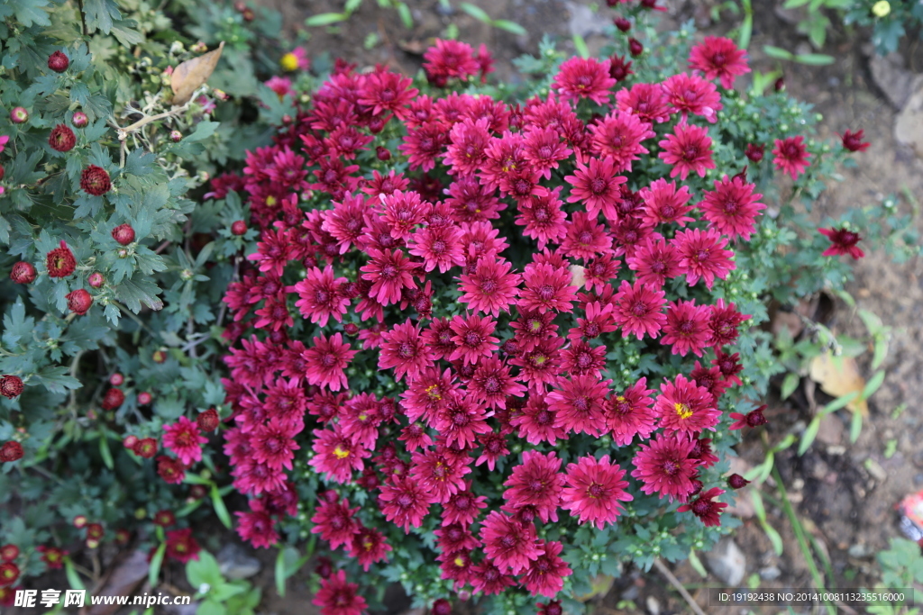 菊花
