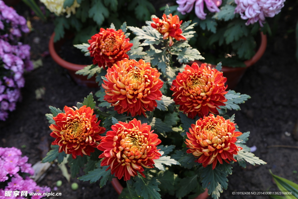 菊花