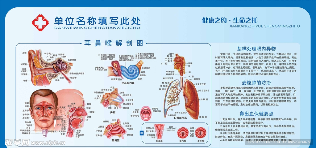 耳鼻喉科解剖图