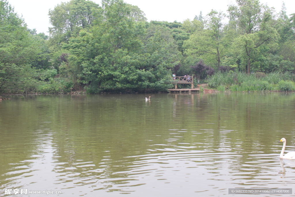 天鹅湖