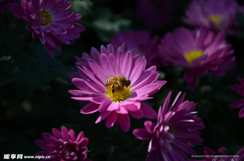 菊花丛中的蜜蜂