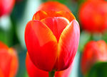 郁金香花卉