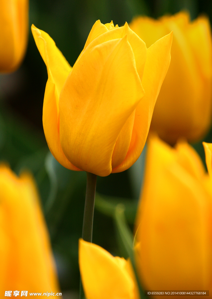 黄色郁金香花卉