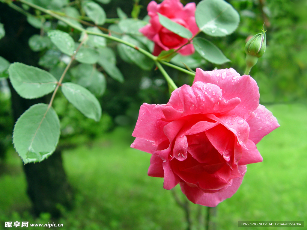 红色月季花