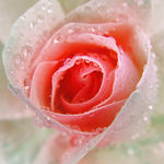 粉色月季花
