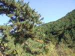 山林风景