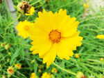 花卉