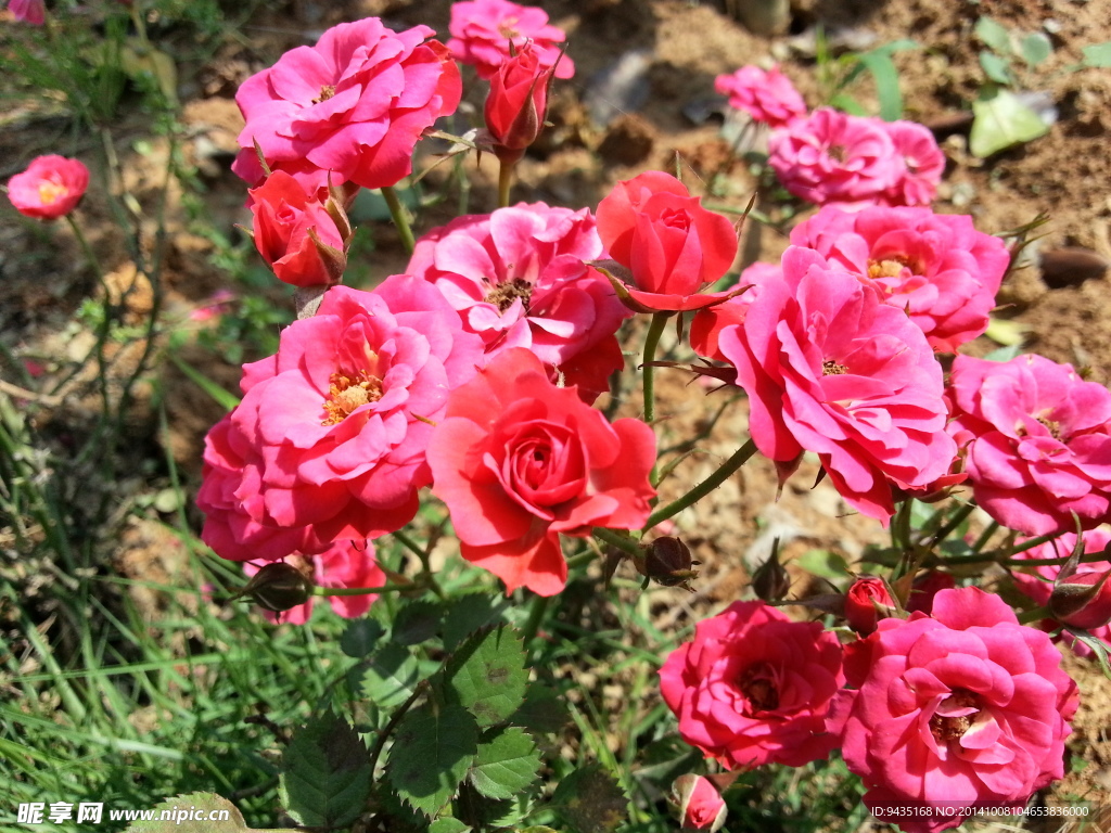 月季花