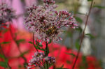 蜜蜂写真