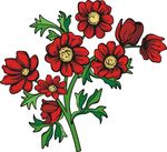 花儿
