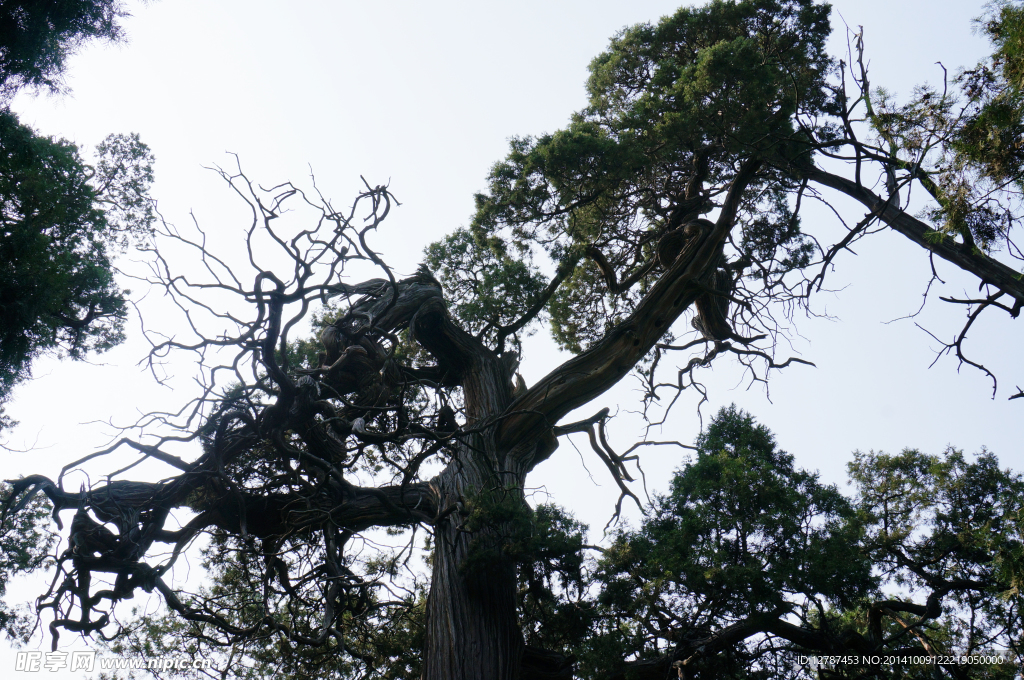 柏树邛枝