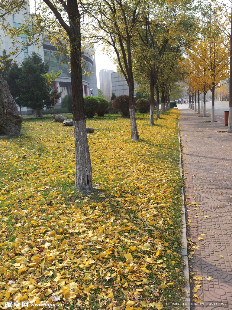 秋天路边金色的落叶