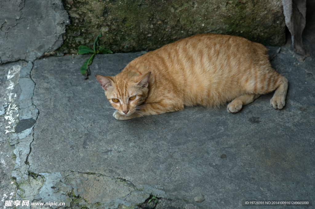 墙角怀孕的猫