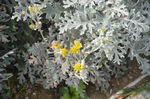 芙蓉菊