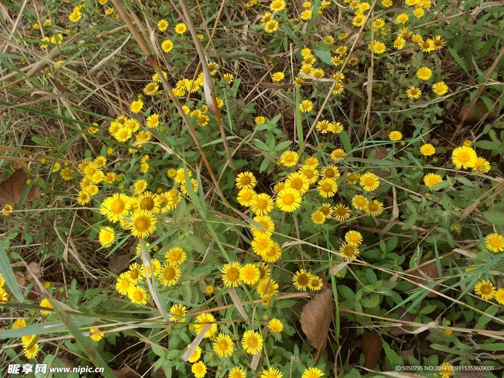 小黄花