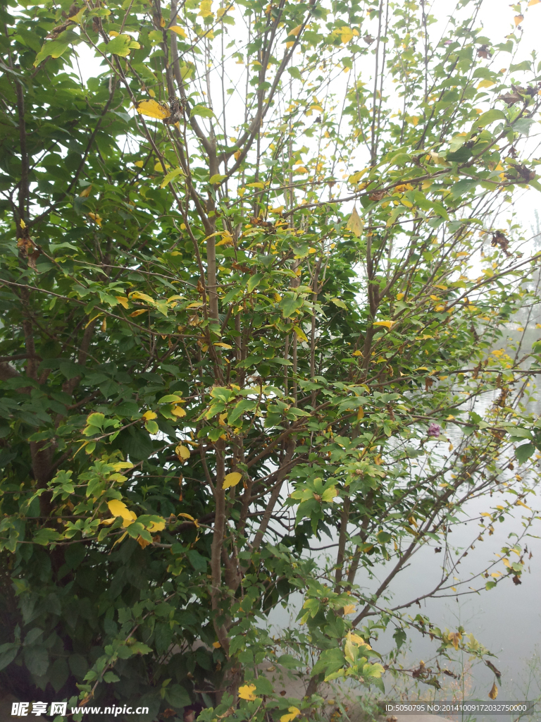 湖景小树