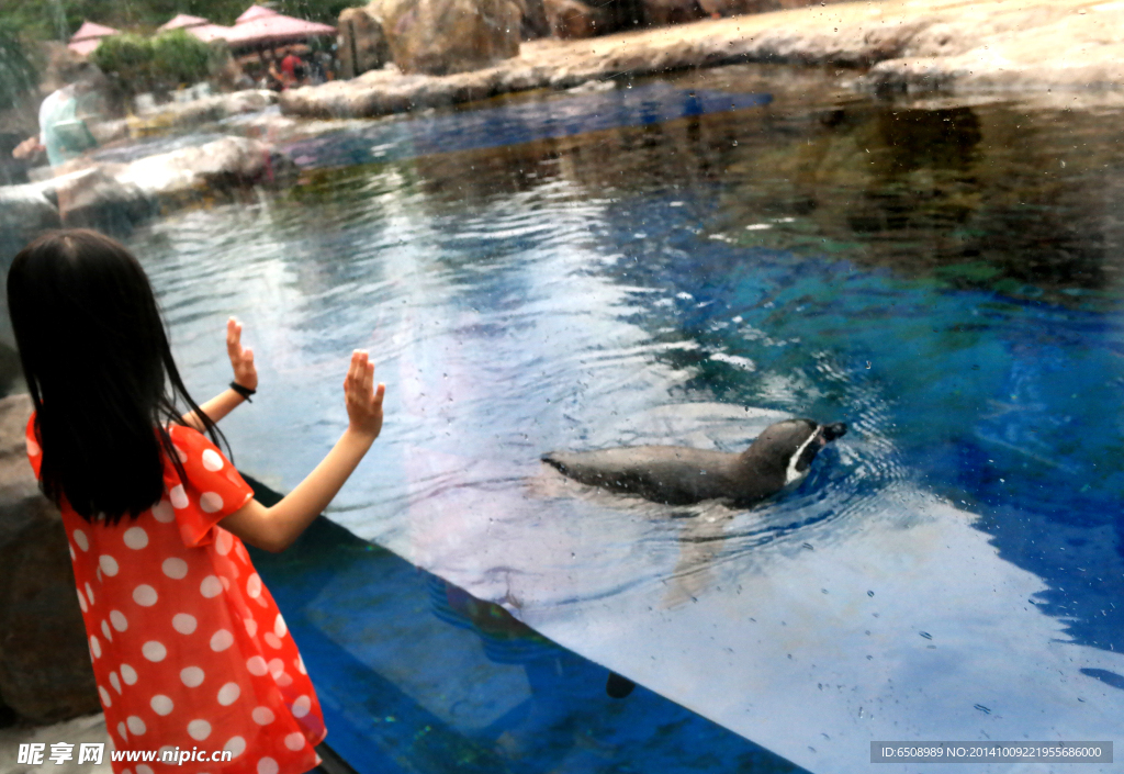 水族馆的企鹅图片