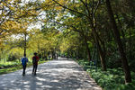 明孝陵道路秋景