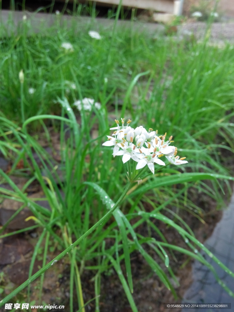 韭菜花