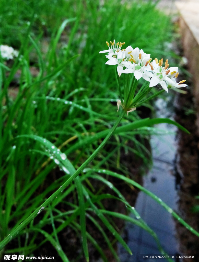 韭菜花摄影