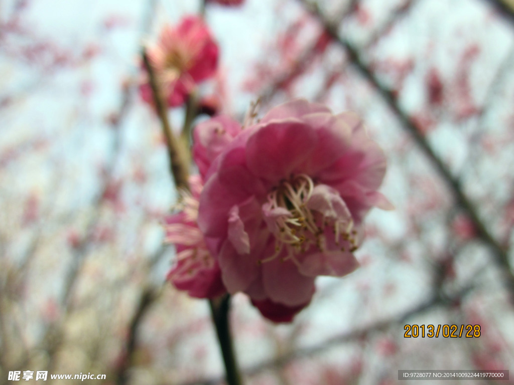 樱花