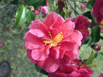 月季花