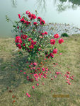 月季花