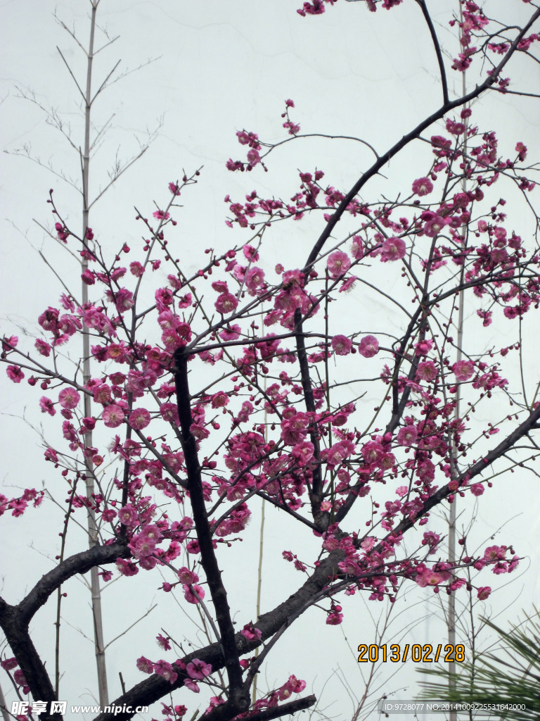 樱花