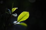 茶叶