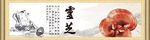 灵芝banner