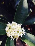 桂花