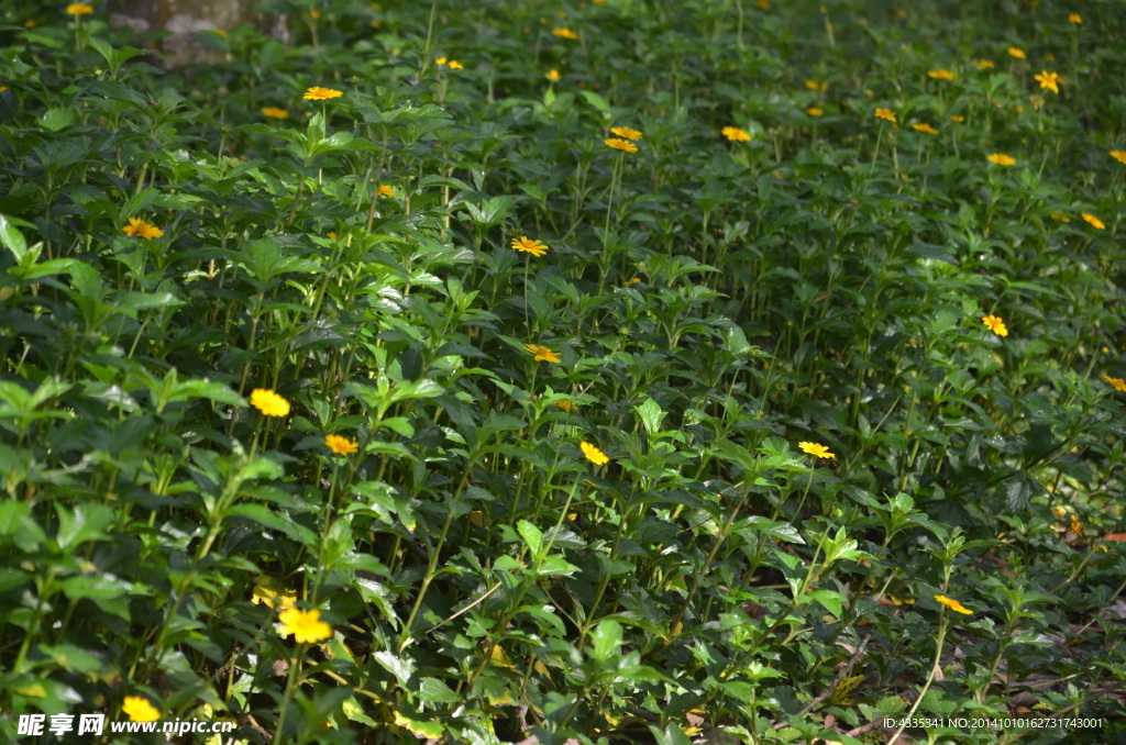 小黄花