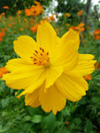 野菊花