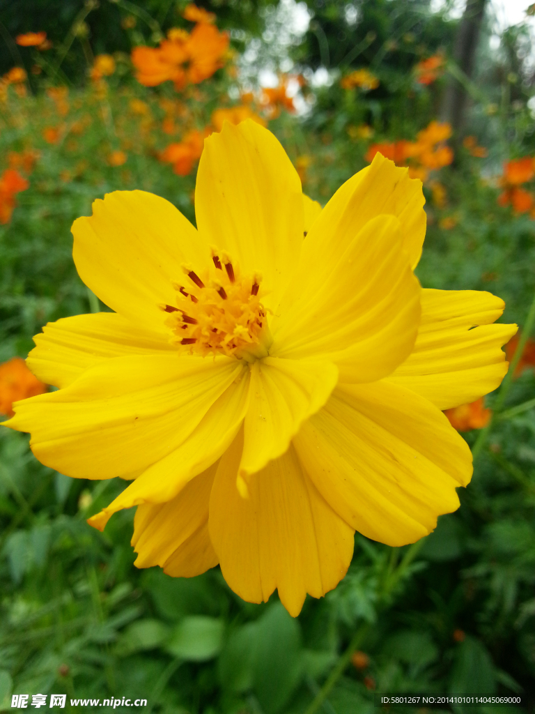 野菊花