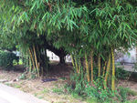 山竹