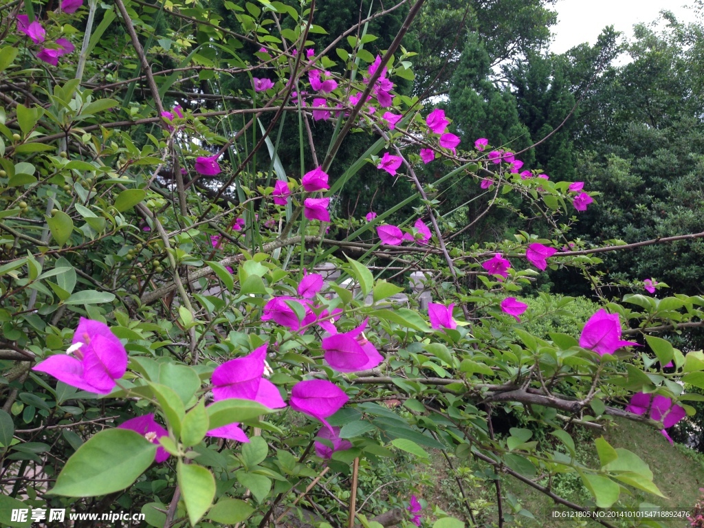 紫叶花