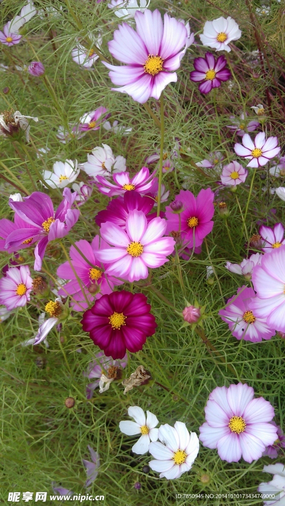 格桑花