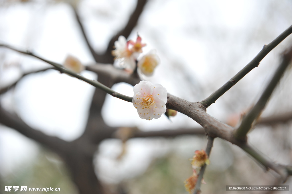 梅花