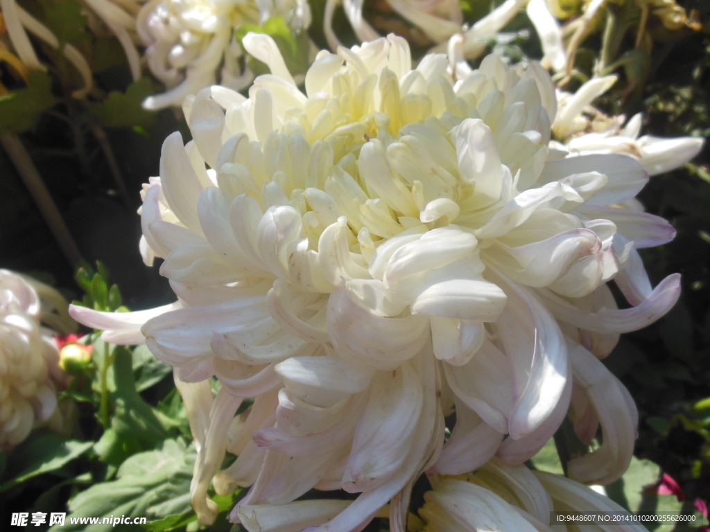 菊花