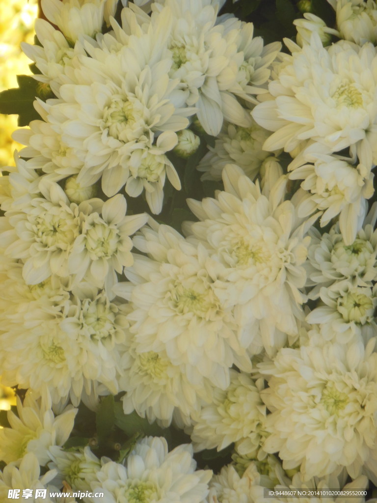 菊花