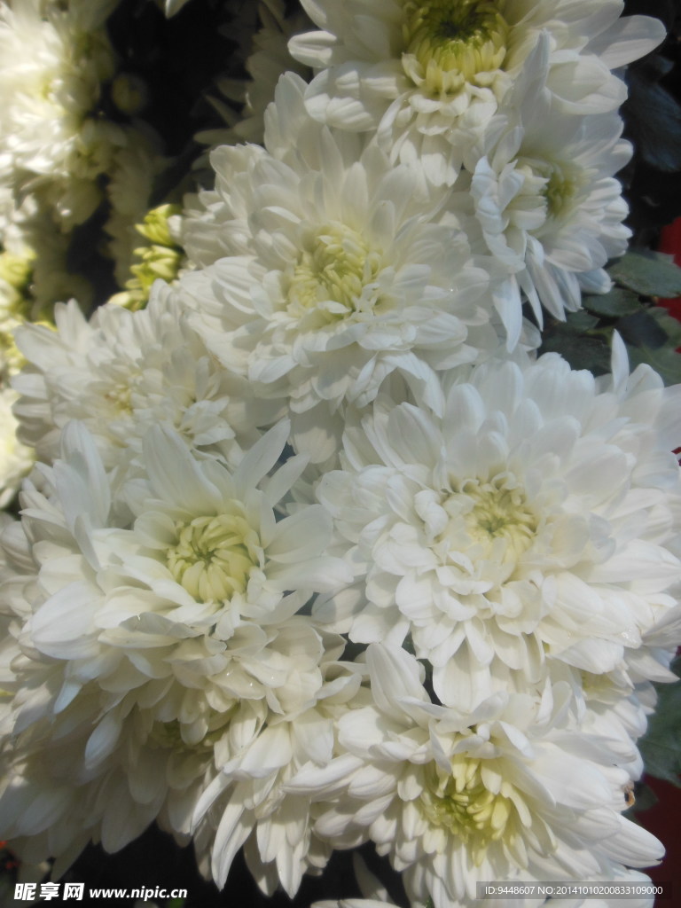 菊花